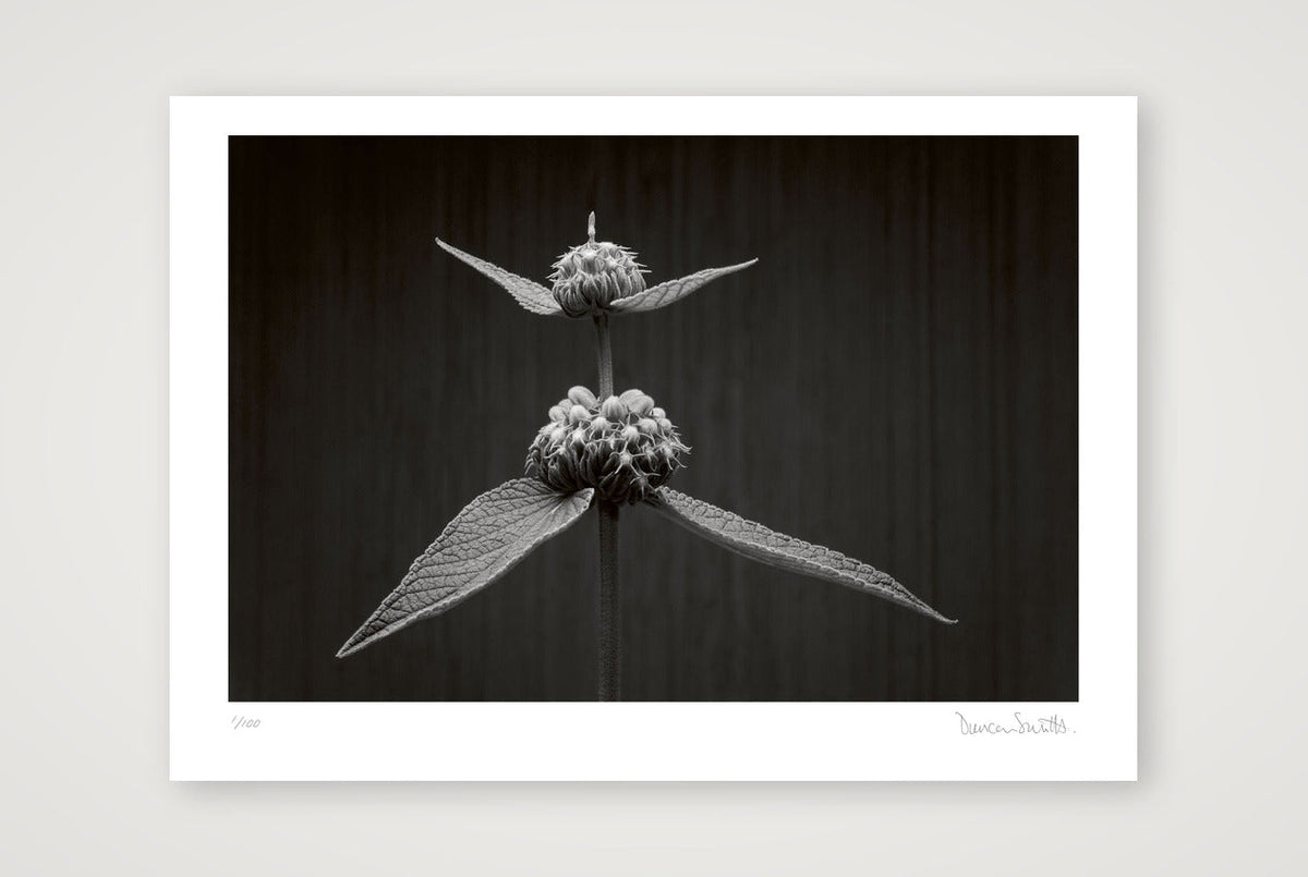 Phlomis Study — A4 (30×21cm, 12×8") Print only