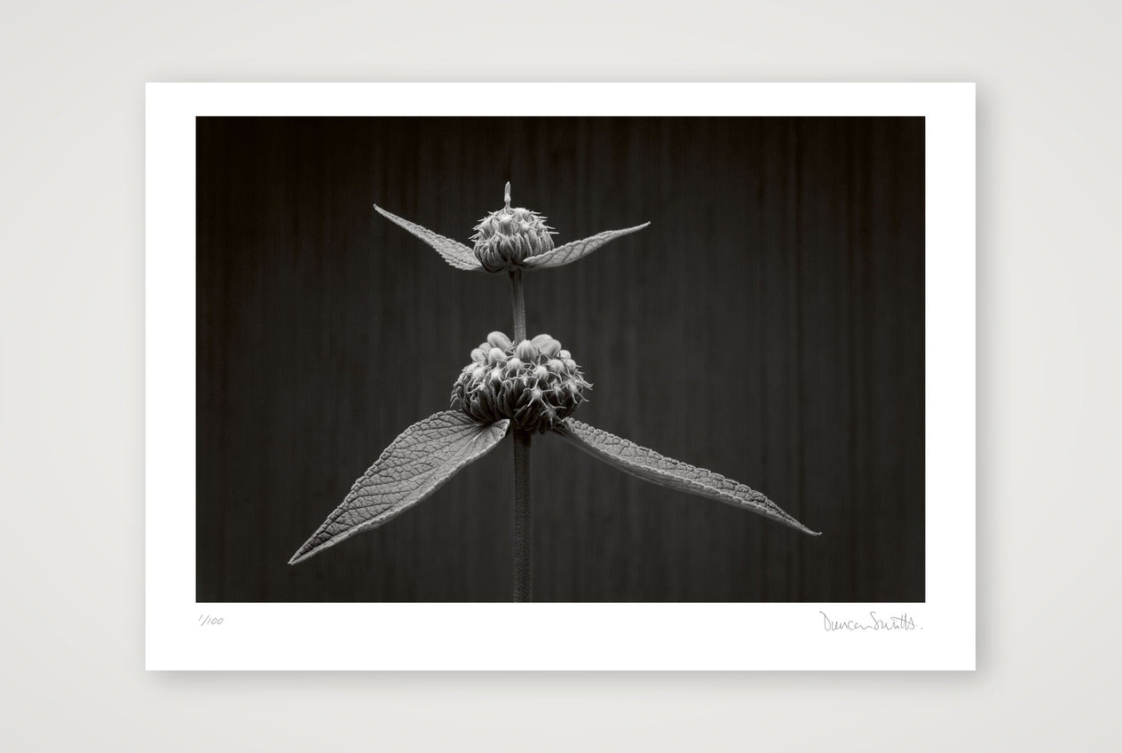 Phlomis Study — A4 (30×21cm, 12×8") Print only