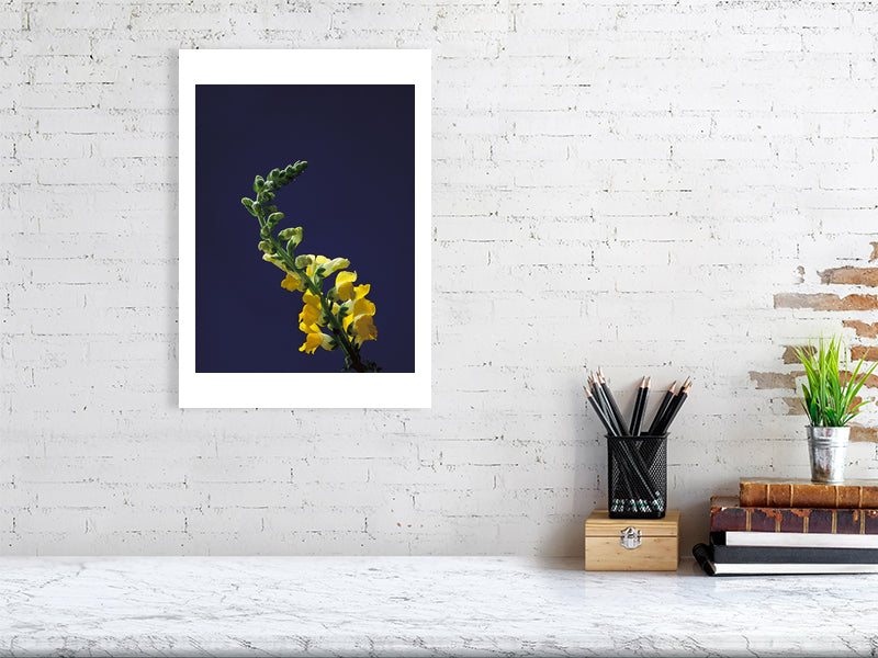 300×400mm giclée print of Snapdragon Stem botanical photograph by Botanographia