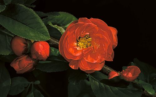 Flowering Japanese Quince