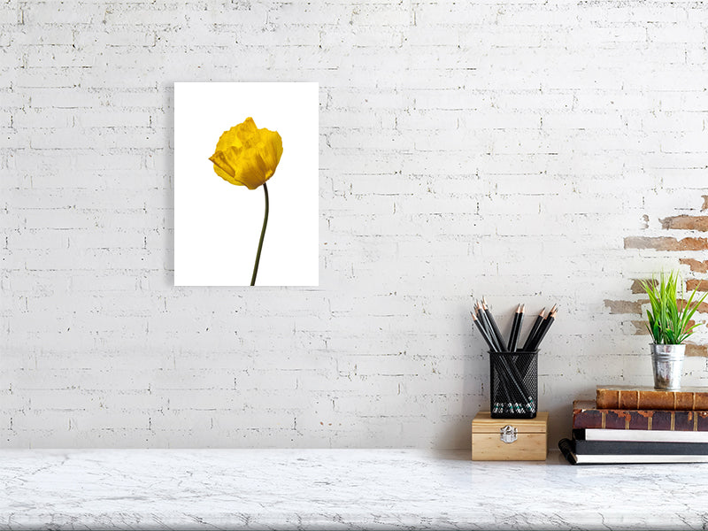 A3, 297 x 420 mm, 11.7 x 16.5 inches giclée print of Yellow Poppy No 1 botanical photograph by Botanographia