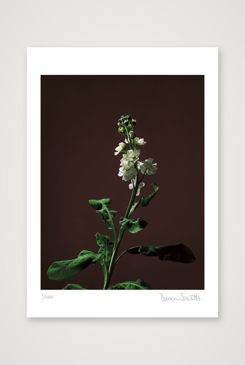 Stock Stem — A4 (21×30cm, 8×12") Print only