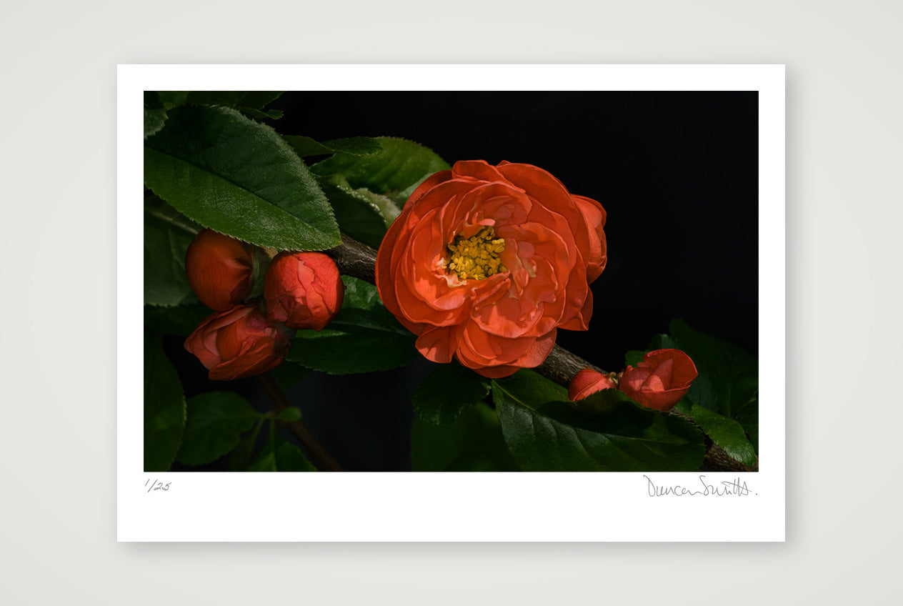 Flowering Japanese Quince — A2 (59×42cm, 23×17") Print only