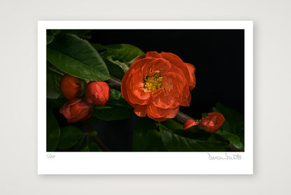 Flowering Japanese Quince — A2 (59×42cm, 23×17") Print only