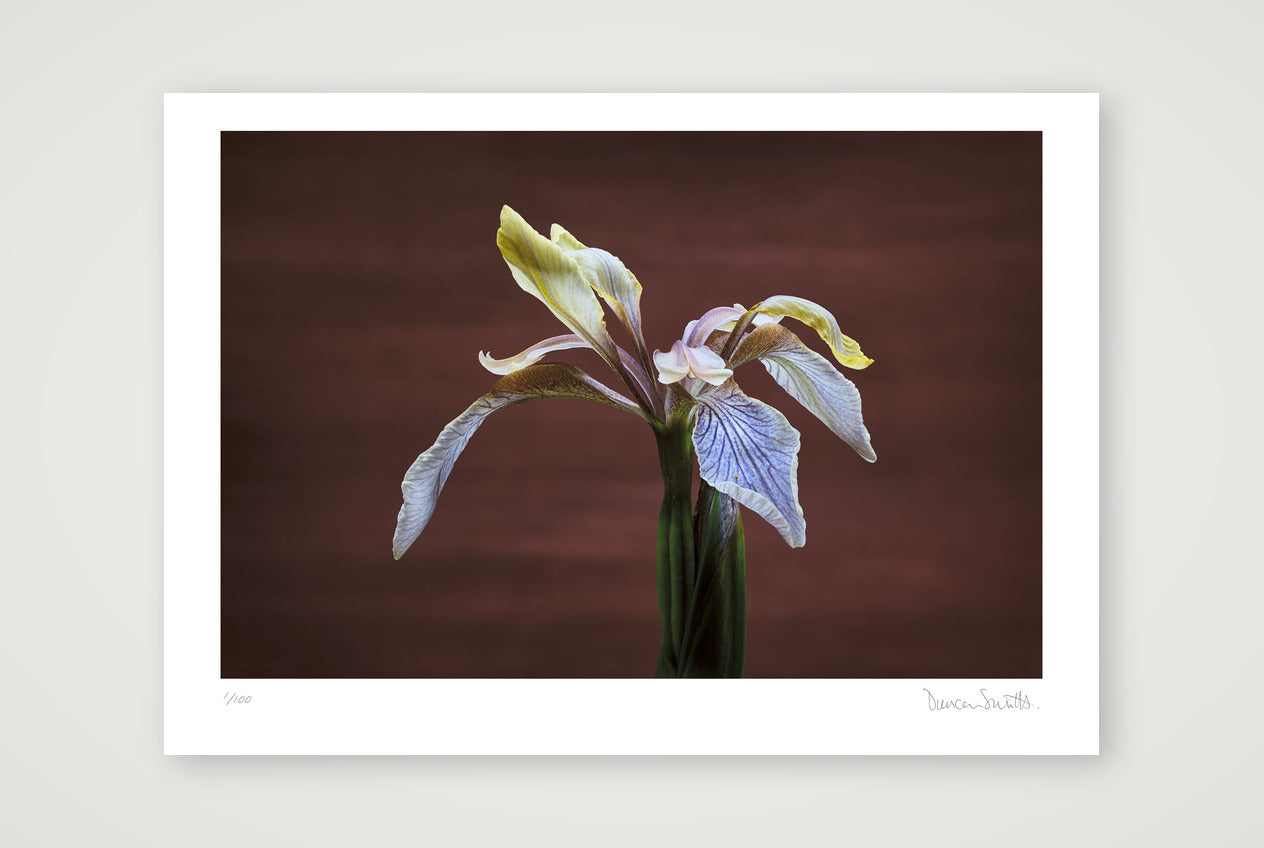 Stinking Iris — A4 (30×21cm, 12×8") Print only
