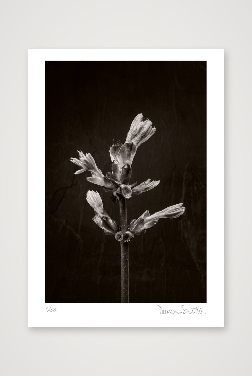 Horse Chestnut Stem No 3 — A3 (30×42cm, 12×17") Print only