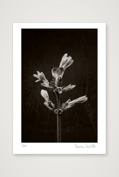 Horse Chestnut Stem No 3 — A3 (30×42cm, 12×17") Print only