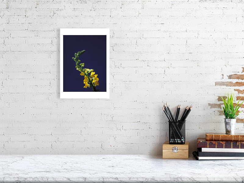 A3 giclée print Snapdragon Stem botanical photograph by Botanographia
