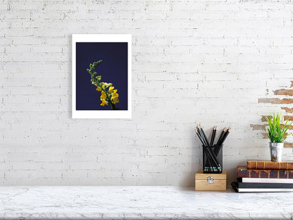 A3 giclée print Snapdragon Stem botanical photograph by Botanographia
