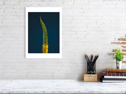 A3 giclée print of Foxtail Lily Stem botanical photograph by Botanographia