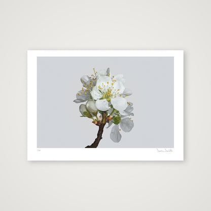 Plum Blossom No 2 — A2 (59×42cm, 23×17") Print only