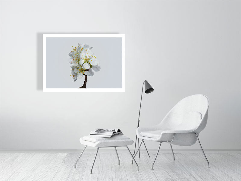 1000×700mm giclée print of Victoria Plum Blossom No1 botanical photograph by Botanographia