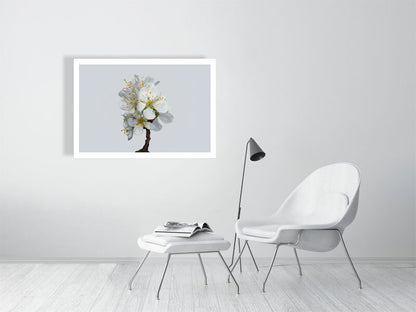 1000×700mm giclée print of Victoria Plum Blossom No1 botanical photograph by Botanographia