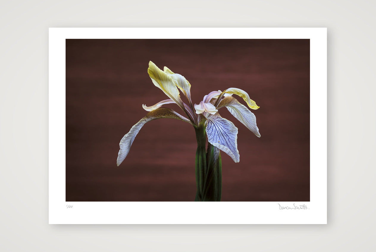 Stinking Iris — A3 (42×30cm, 17×12") Print only