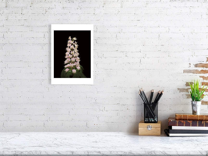 A4 giclée print of Horse Chestnut Flower botanical photograph by Botanographia