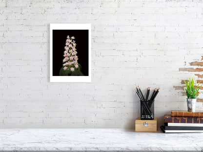 A4 giclée print of Horse Chestnut Flower botanical photograph by Botanographia