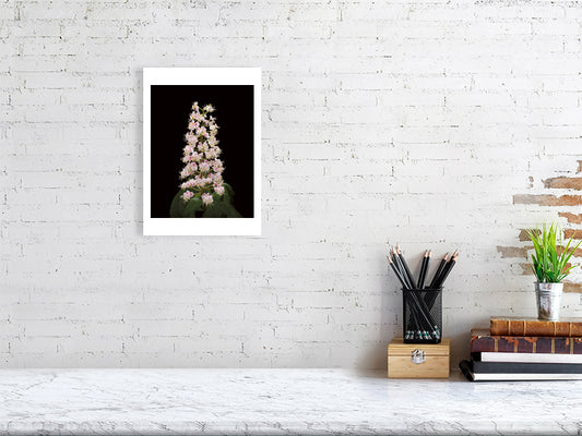A4 giclée print of Horse Chestnut Flower botanical photograph by Botanographia
