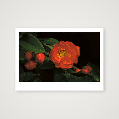 Flowering Japanese Quince — A2 (59×42cm, 23×17") Print only