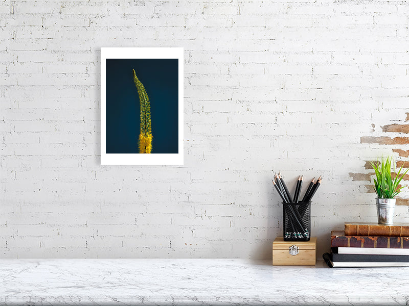 A4 giclée print of Foxtail Lily Stem botanical photograph by Botanographia