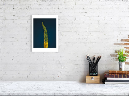A4 giclée print of Foxtail Lily Stem botanical photograph by Botanographia