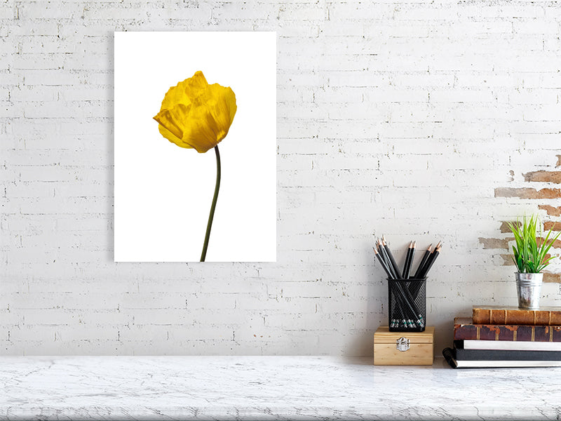 30cm x 40cm, 11.8inches x 15.8inches giclée print of Yellow Poppy No 1 botanical photograph by Botanographia