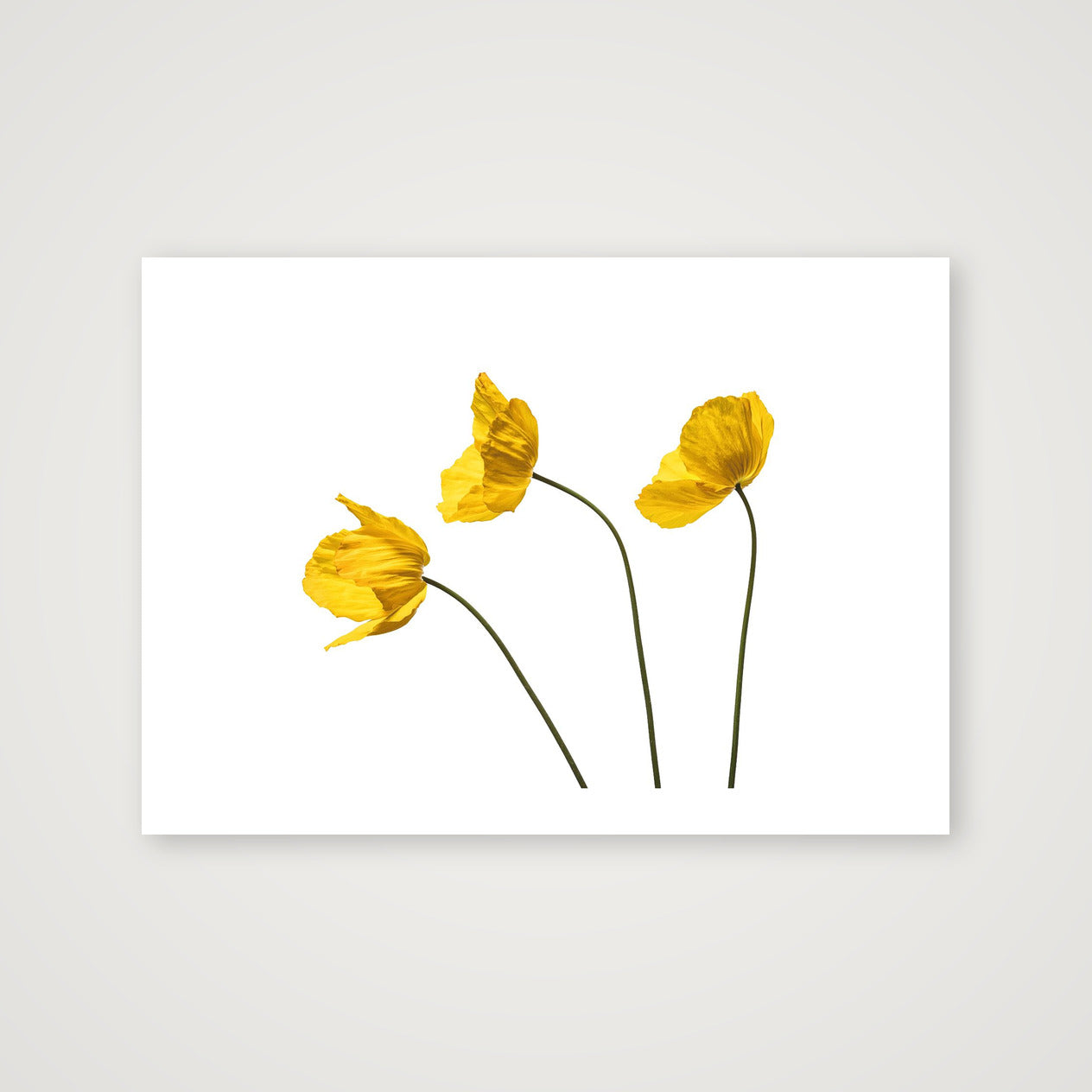 Yellow Poppy Triplet — 70×50cm, 28×20" Print only