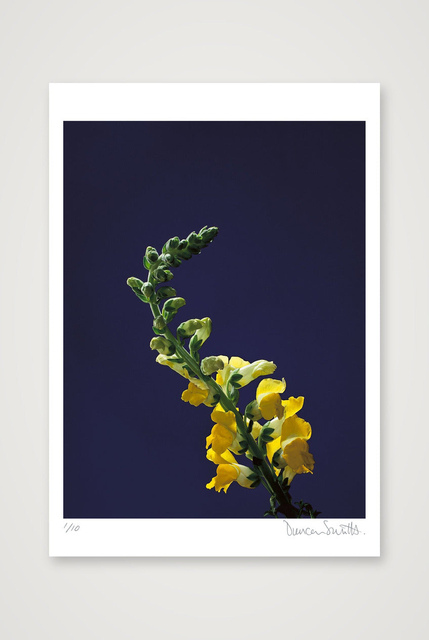 Snapdragon Stem — 70×100cm, 28×39" Print only
