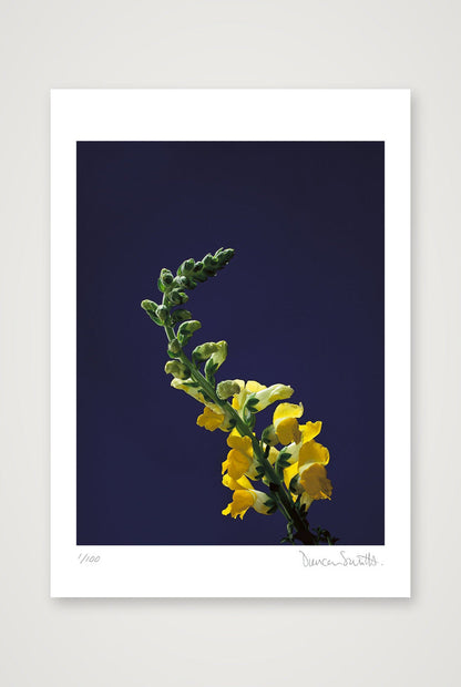 Snapdragon Stem — A4 (21×30cm, 8×12") Print only