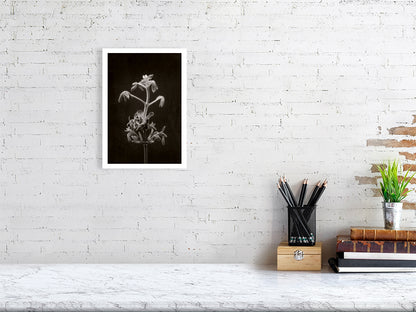 A4 giclée print of Horse Chestnut Stem No2 botanical photograph by Botanographia