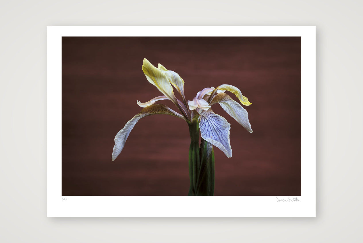 Stinking Iris — 70×50cm, 28×20" Print only