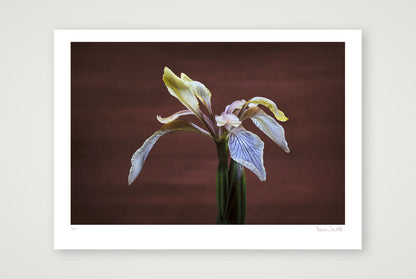 Stinking Iris — 70×50cm, 28×20" Print only
