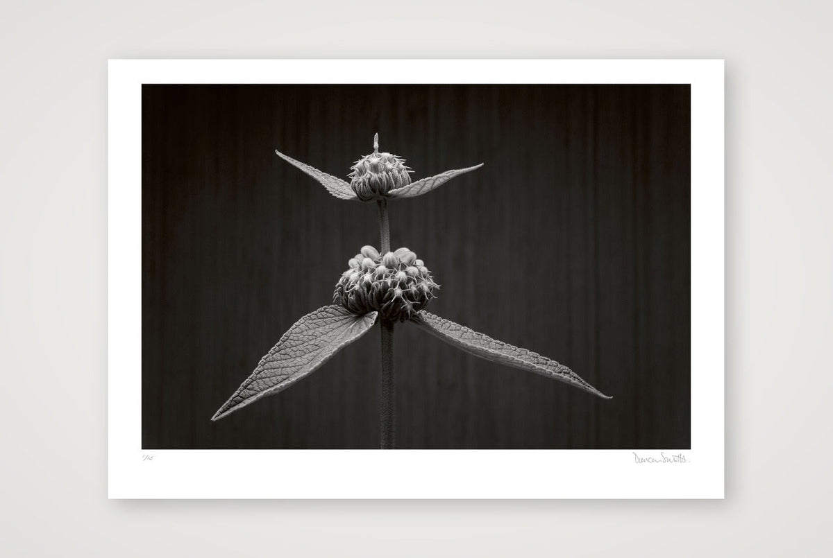 Phlomis Study — 70×50cm, 28×20" Print only