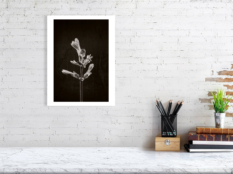 300×400mm giclée print of Horse Chestnut Stem No1 botanical photograph by Botanographia