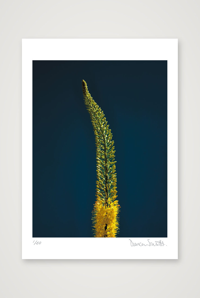 Foxtail Lily Stem — A3 (30×42cm, 12×17") Print only