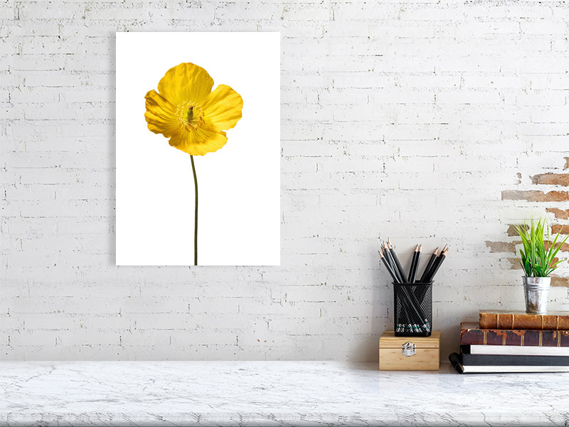 300 x 400 mm, 11.9 x 15.7 inches giclée print of Yellow Poppy No 3 botanical photograph by Botanographia