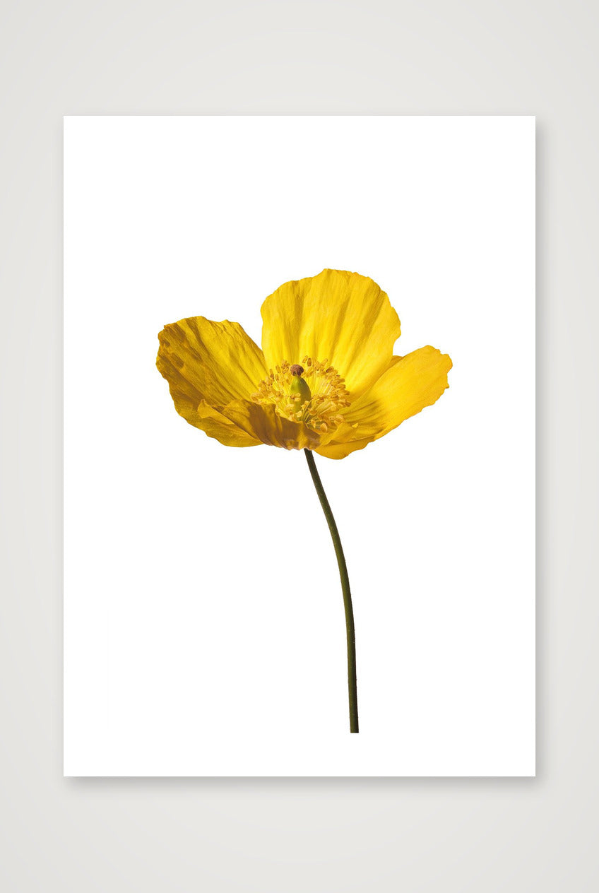 Yellow Poppy No 2 — 50×70cm, 20×28" Print only