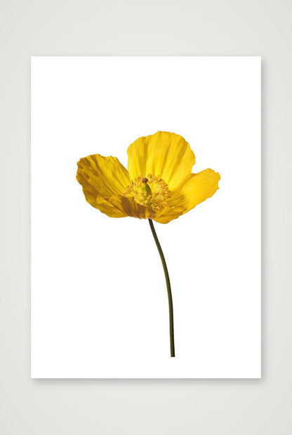 Yellow Poppy No 2 — 50×70cm, 20×28" Print only
