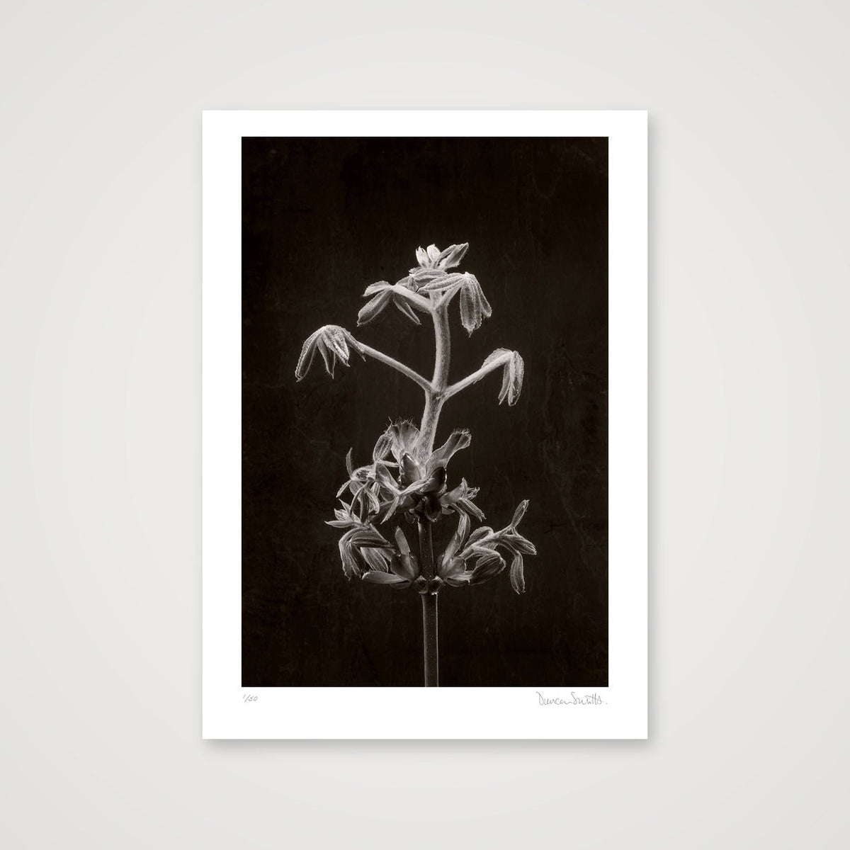Horse Chestnut Stem No 2 — A3 (30×42cm, 12×17") Print only