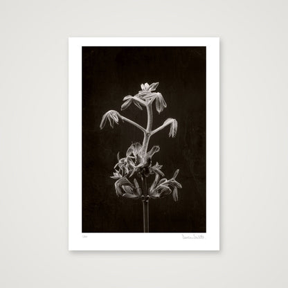 Horse Chestnut Stem No 2 — A3 (30×42cm, 12×17") Print only
