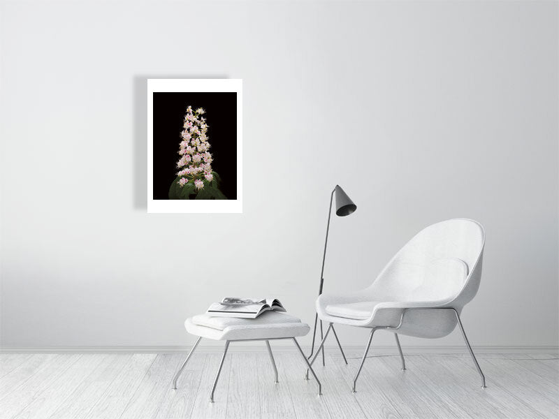 500×700mm giclée print of Horse Chestnut Flower botanical photograph by Botanographia