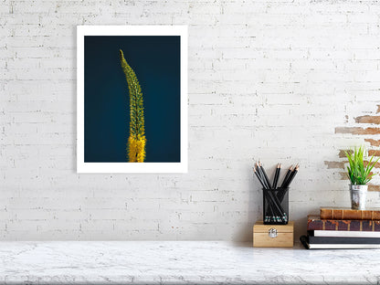 A2 giclée print of Foxtail Lily Stem botanical photograph by Botanographia