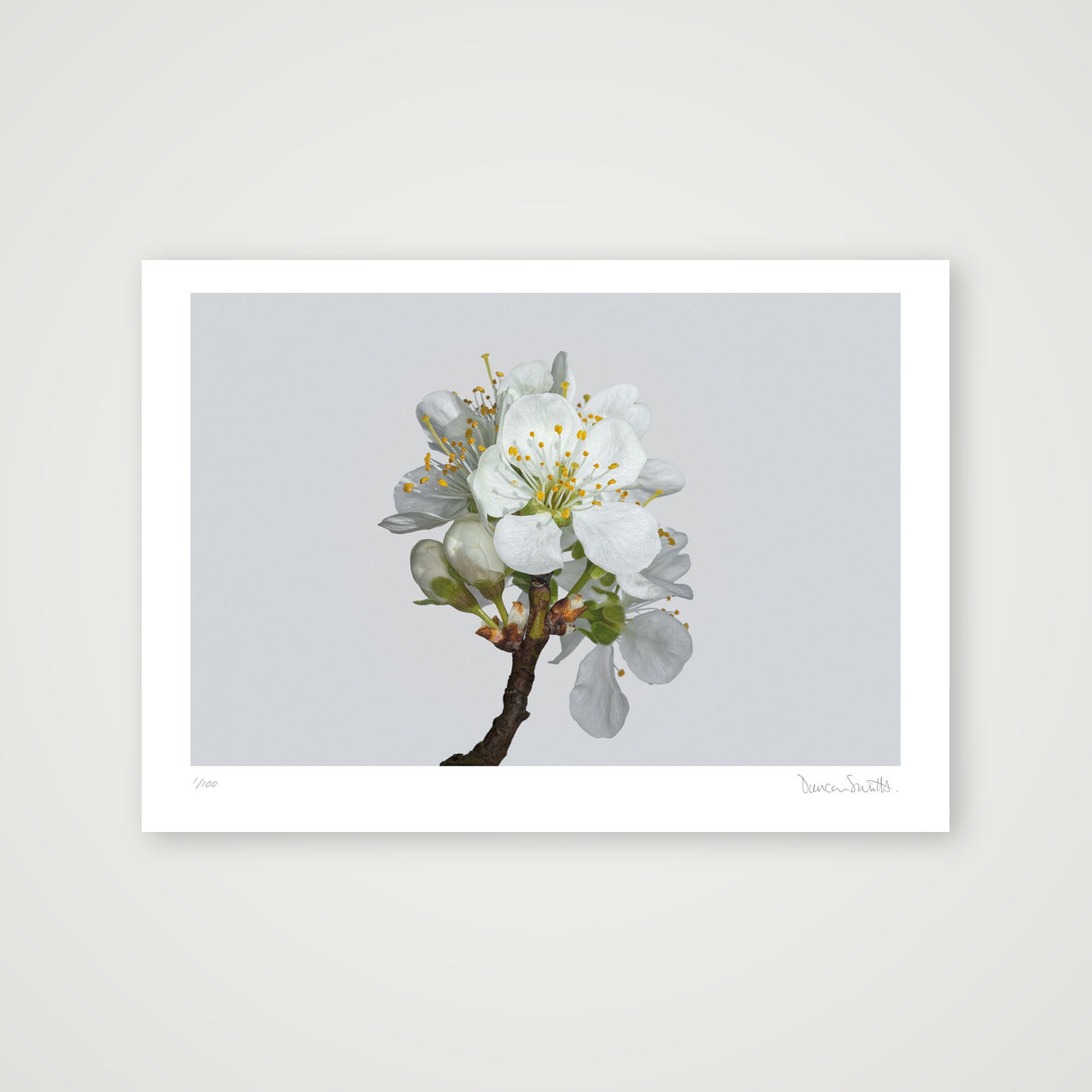Plum Blossom No 2 — A4 (30×21cm, 12×8") Print only