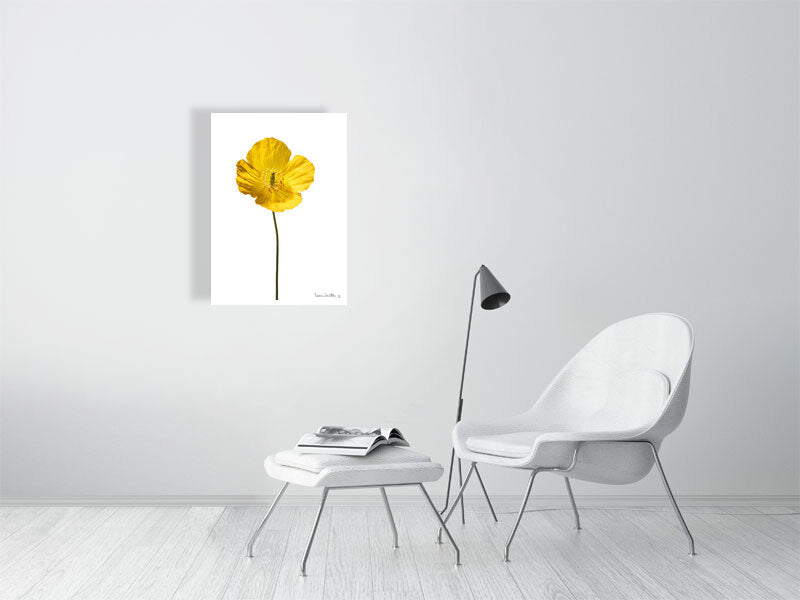 700 x 1000 mm, 27.6 x 39.4 inches - Signed, limited edition of 50 giclée print of Yellow Poppy No 3 botanical photograph by Botanographia