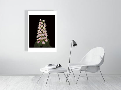 700×1000mm giclée print of Horse Chestnut Flower botanical photograph by Botanographia