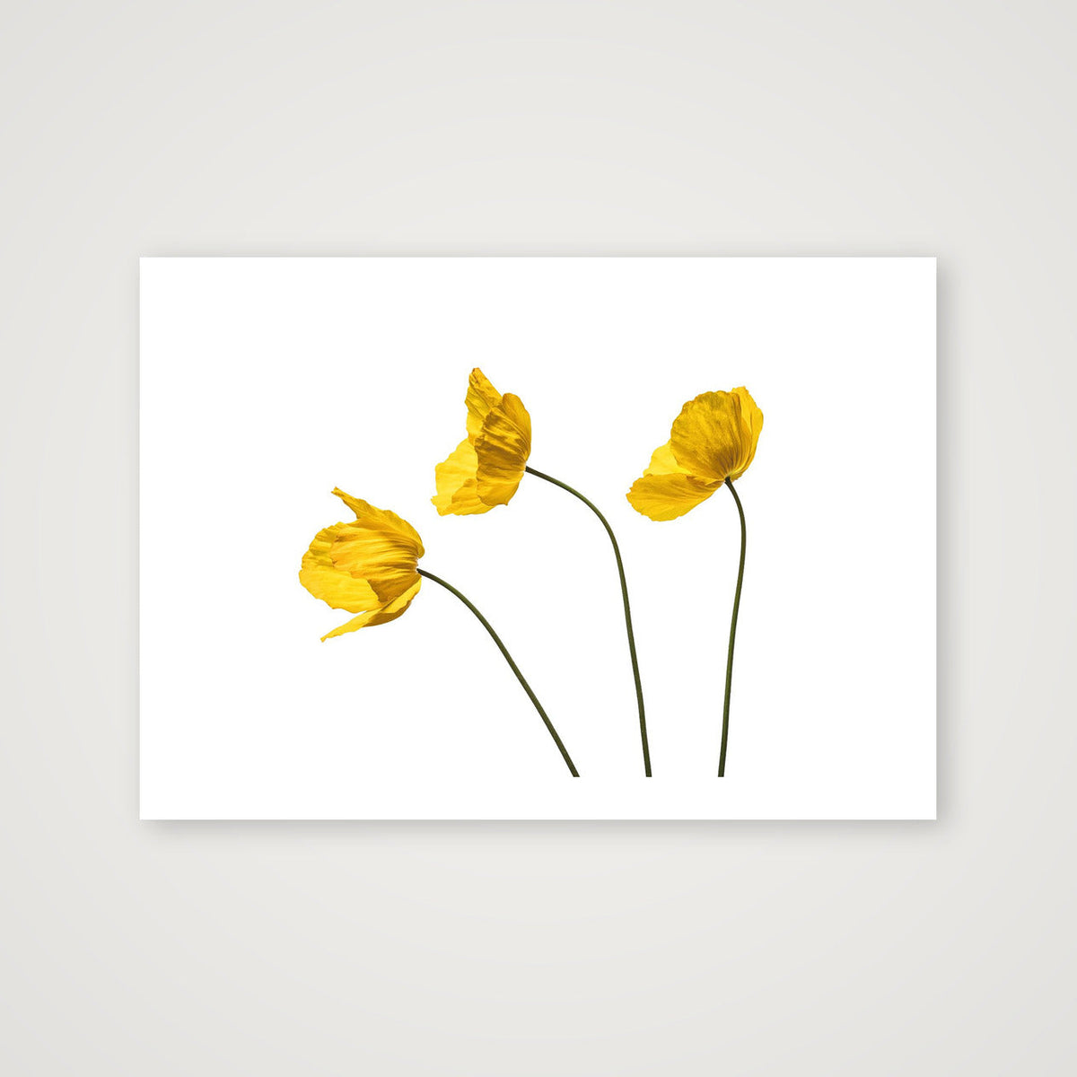 Yellow Poppy Triplet — A4 (30×21cm, 12×8") Print only