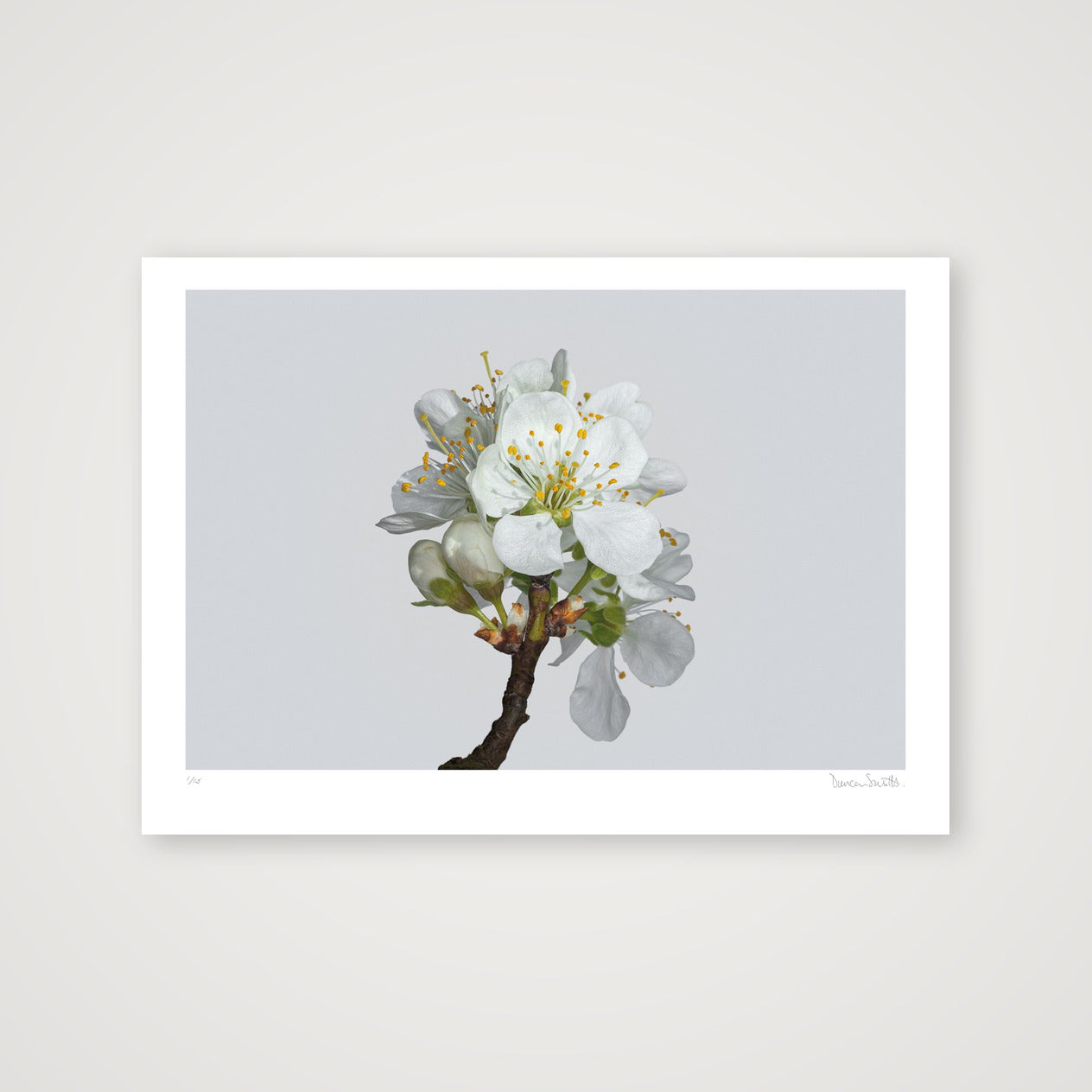 Plum Blossom No 2 — 70×50cm, 28×20" Print only