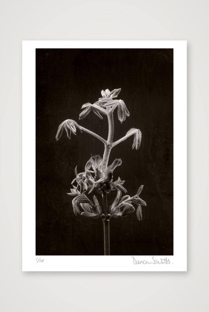 Horse Chestnut Stem No 2 — 50×70cm, 20×28" Print only