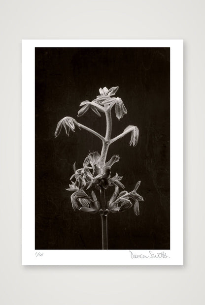 Horse Chestnut Stem No 2 — 50×70cm, 20×28" Print only