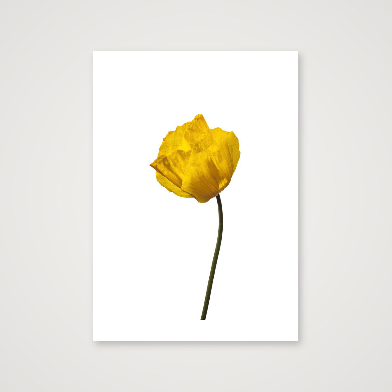 Yellow Poppy No 1 — A2 (42×59cm, 17×23") Print only