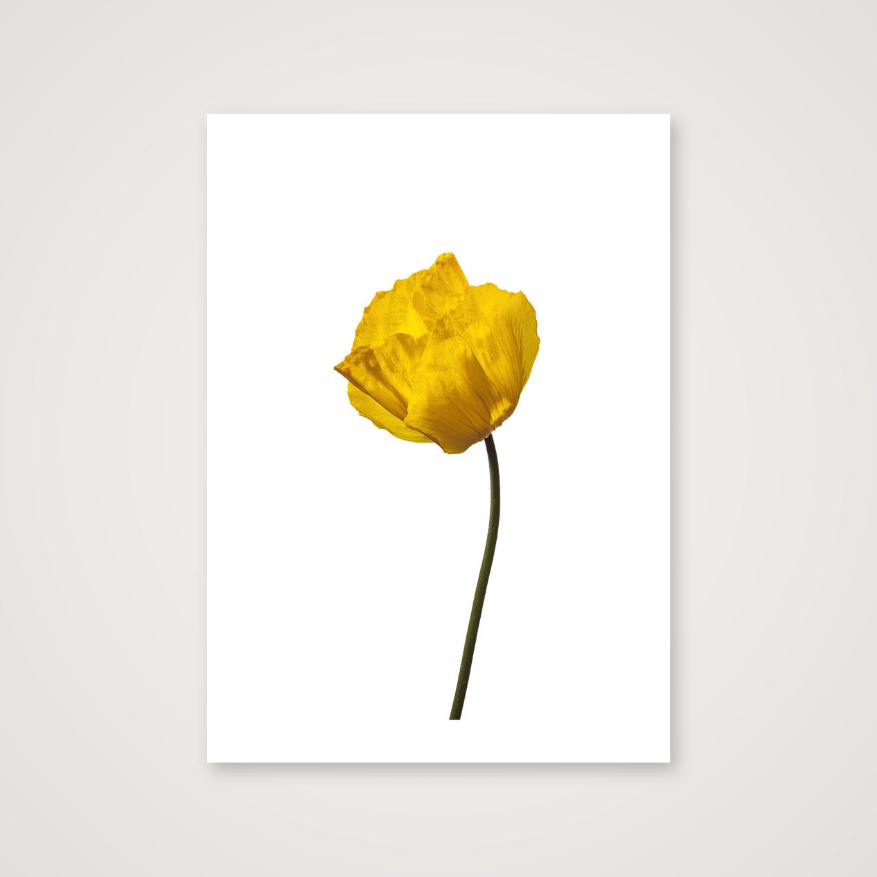 Yellow Poppy No 1 — 50×70cm, 20×28" Print only